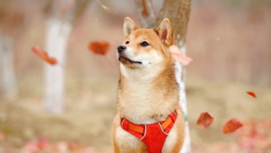 Photo of Price ranges for Meme Cryptocurrencies Shiba Inu and Dogecoin Are Surging As Ethereumâ€™s Upgrade Nears