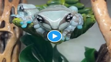 Photo of SHCOKING!  Video of white frog went viral, people were surprised to see the strange creature