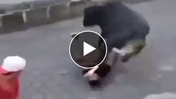 Seeing the crowd, the bull was stunned, such a kick hit the person's face that it was piled, see VIDEO