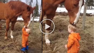 Photo of The child lavished love on a horse in a unique way, adorable video went viral
