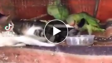 Photo of The parrot did such an act with the cat, got a loud bang, this video will make you laugh