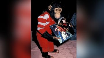 Photo of The story of Michael Jackson’s chimp who attempted suicide after his master was jailed