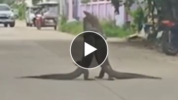 Photo of There was a fierce fight between two big lizards in the middle of the road, it got jammed;  watch video