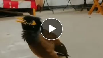 Photo of This bird turned out to be a devotee of Krishna!  See how you are chanting ‘Hare Krishna’ – VIDEO