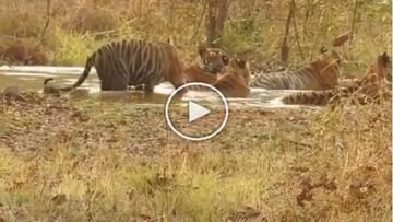 Photo of Tiger was seen having a pool party in the pond, heart touching video went viral on the internet