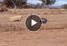 Photo of Too much anger causes harm to itself, you will understand by watching this video of sheep