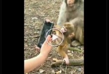 Photo of Video: Baby monkey got mad after seeing the smart phone in the hands of the person, people said – ‘This is the condition of today’s generation’