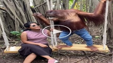 Photo of Video: Chimpanzee got a photoshoot done with a woman, then hugged and did the work of a gentleman