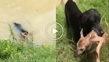Photo of Video: Doggy gave a new life to the deer by playing on her life, you will also salute after watching Jabanji