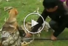 Photo of Viral: Boy clashed with python to save dog, see in video how innocent saved animal’s life