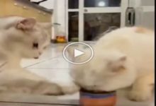 Photo of Viral: Cat shared food with her friend, watching the video people said – ‘Sharing is caring’