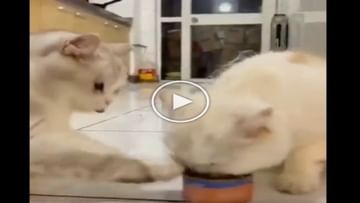 Photo of Viral: Cat shared food with her friend, watching the video people said – ‘Sharing is caring’