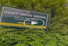Photo of Viral: Kullu police put up a non-drug board amidst the cannabis bush, people made funny comments after watching the video