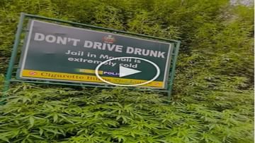 Photo of Viral: Kullu police put up a non-drug board amidst the cannabis bush, people made funny comments after watching the video