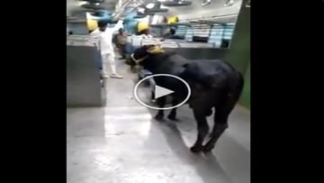Viral: The bull enjoyed the journey in the train, watching the video, people said - 'Check its ticket'
