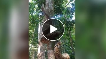 Viral Video: Ever seen a dragon climbing a tree?  The soul will tremble after watching the video