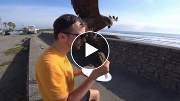 Viral Video: This is called snatching the morsel from the mouth!  See how birds take away food