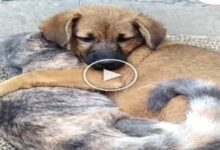 Photo of Amazing love between dog and cat, watching the video you will also say – both are best friends