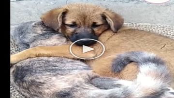 Photo of Amazing love between dog and cat, watching the video you will also say – both are best friends