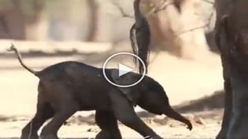 Baby Elephant won the first battle of life by staggering, taught humans a unique lesson in 45 seconds