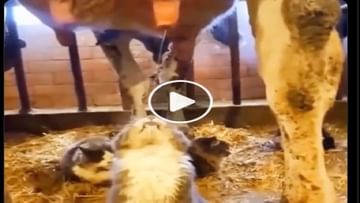 Photo of Cat enjoys fresh cow’s milk for free, have you seen this funny viral video?