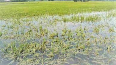 Photo of Crop Insurance Scheme: Government will compensate if the crop is damaged due to rain, know the complete details here
