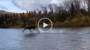 Photo of ‘Deer’ was seen galloping over the water, everyone was stunned after watching the video