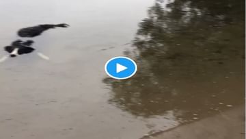 Photo of Doggy ambushed underwater in crocodile style, showing the animal attacked…watch video