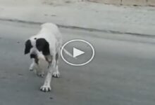 Photo of Doggy did tremendous acting to eat, you will laugh with laughter watching Viral Video