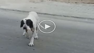 Photo of Doggy did tremendous acting to eat, you will laugh with laughter watching Viral Video