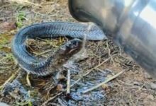 Photo of First given water, then the bandage done for the injured snake, you will be stunned by watching the video