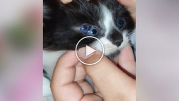 Photo of Have you ever seen a three-eyed cat?  The video surprised everyone