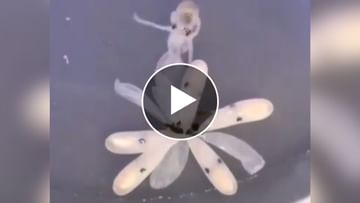 Have you ever seen an Octopus hatch from an egg?  Amazing view captured on camera