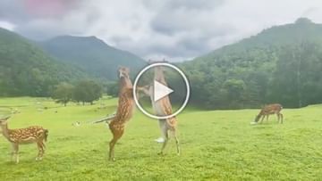 Have you ever seen such a fight of deer?  After watching the video, people said - fight for boyfriend!
