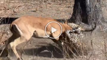 Photo of Leopard brutally killed deer, the game of life and death continued till the end of the video