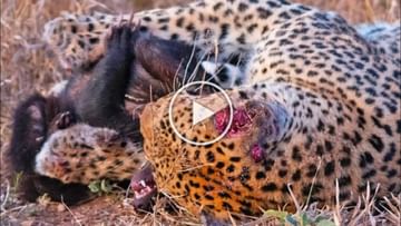 Photo of Leopard’s technique overwhelms the world’s most fearless animal, slept to death in one and a half minutes