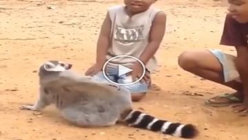 Photo of My back itches two brothers…Lemur requests children, Anand Mahindra shares funny VIDEO