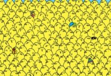 Photo of Optical Illusion: 5 lemons hidden among the chicks, find them in 11 seconds