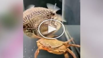 Photo of Strange looking fish chewed on live crab in a jiffy, video goes viral