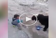 Photo of The child showed Kung Fu in front of the goat, then what the animal did;  watch video