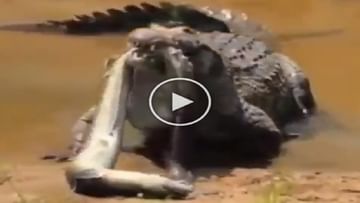 Photo of The crocodile first slammed the fish and then swallowed it, see VIDEO