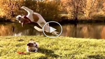 Photo of The dog hit a wonderful backflip, everyone was stunned;  Watch 10 Viral Videos
