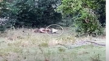 The leopard made the mistake of attacking the python, the game of death changed in a few moments;  watch video