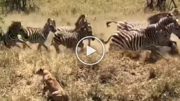 Photo of The lioness hunted zebras by playing on her life, but did not give up;  watch video
