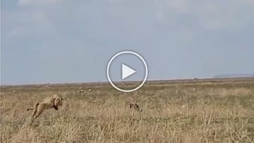 Photo of The lioness wanted to hunt the deer, at the end of the video, intelligence overpowered her strength