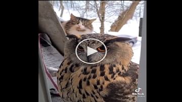 Photo of The owl gave a ‘dose of fear’ to the cat with its eyes, the animal became stunned as soon as the bird’s neck rotated