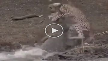 VIDEO: Crocodile preyed upon a cheetah drinking water, did all the work in one stroke