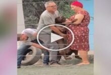 Photo of VIDEO: The man injected the dog, then what happened… will leave you laughing