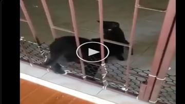 Photo of VIDEO: When the dog started shaking its tail after seeing the cat, people gave such funny reactions