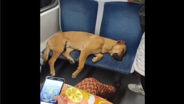 Photo of A dog was seen sleeping happily on two seats in a packed train, people were thinking after watching the video!